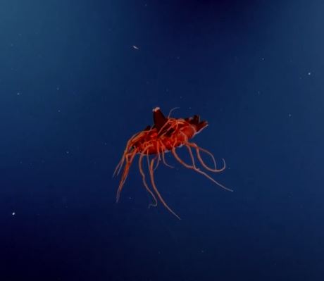 Medusa atolla que emite destellos bioluminiscentes.