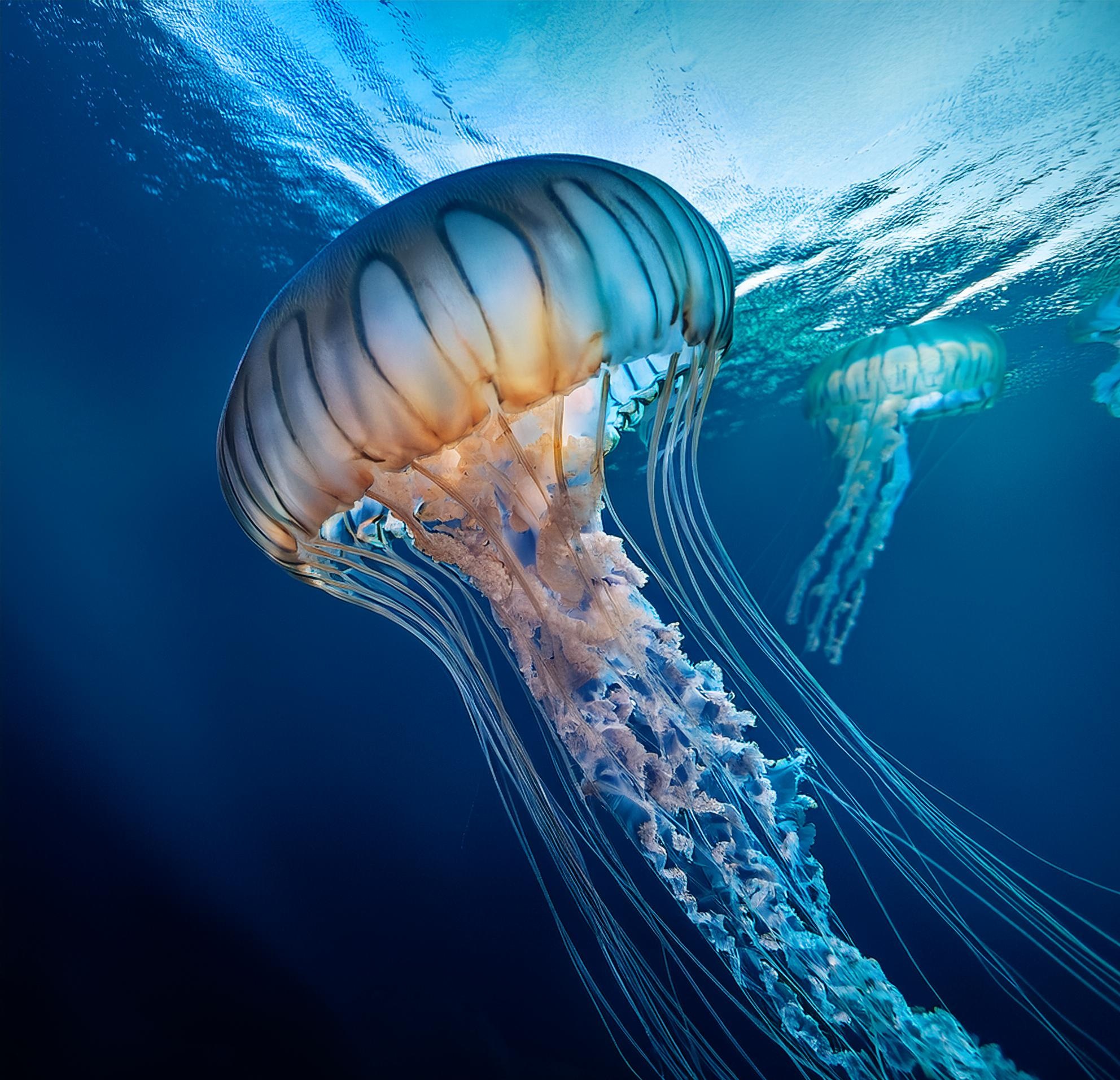 foto de medusas en el fondo del mar