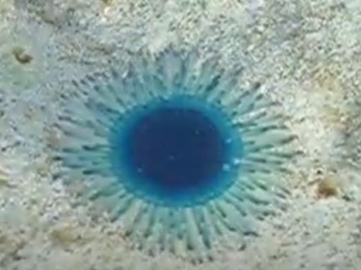Medusa botón azul con tentáculos de color vibrante.
