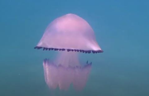 Medusa campana, característica por su forma y bioluminiscencia.
