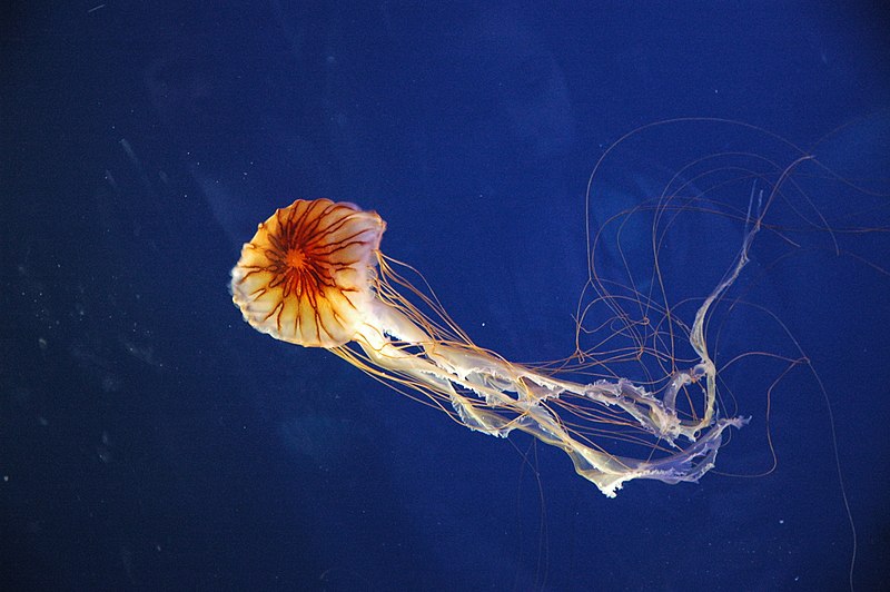 Medusa de compases con líneas radiales similares a un compás.