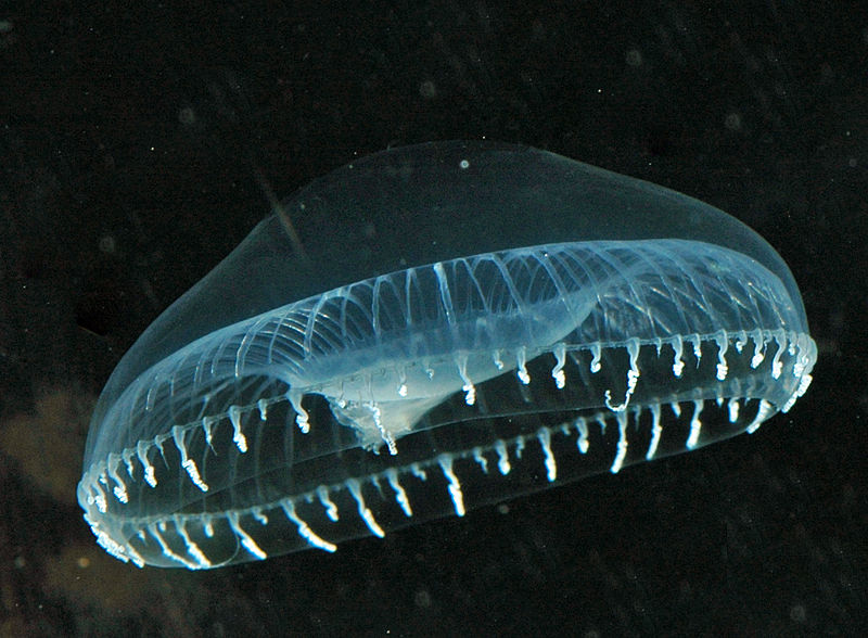 Medusa cristal, casi transparente, se confunde con el agua.