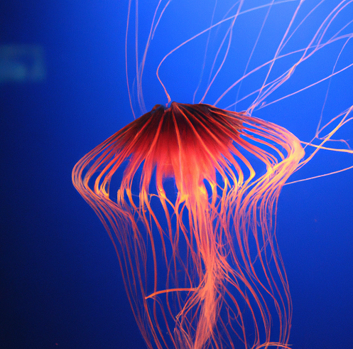 Foto de medusas bajo el mar