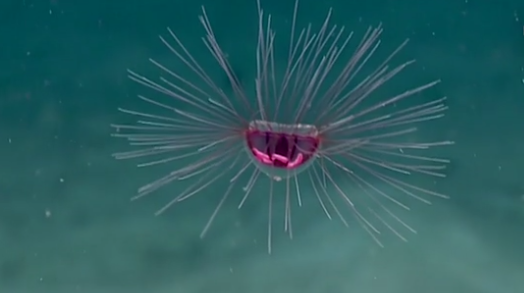 Medusa psicodélica, especie de aguas profundas con un aspecto deslumbrante.