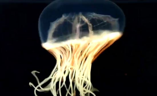 Medusa relojito con forma redonda y pulsaciones rítmicas.
