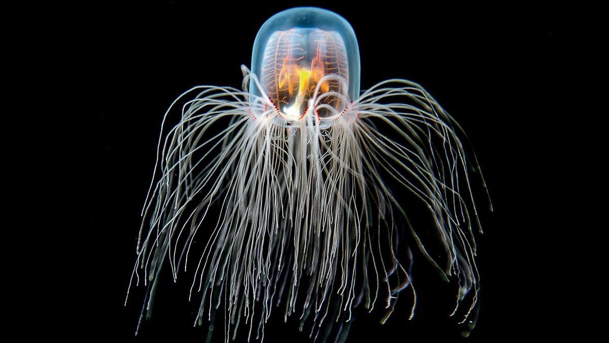 Medusa Turritopsis, la medusa biológicamente inmortal.