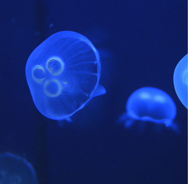 Medusas en el mediterraneo